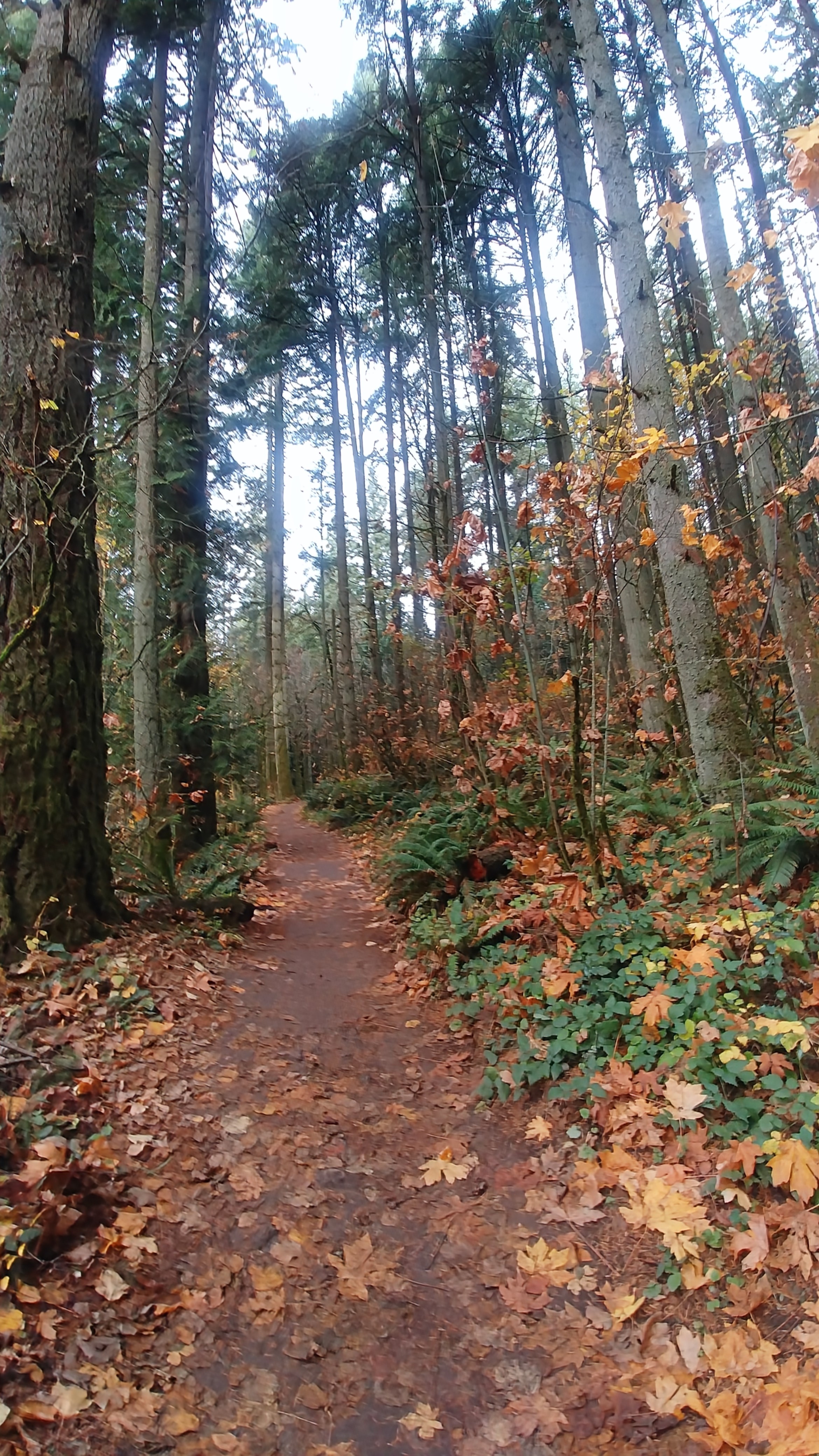 Fall Path at Sandy River Delta