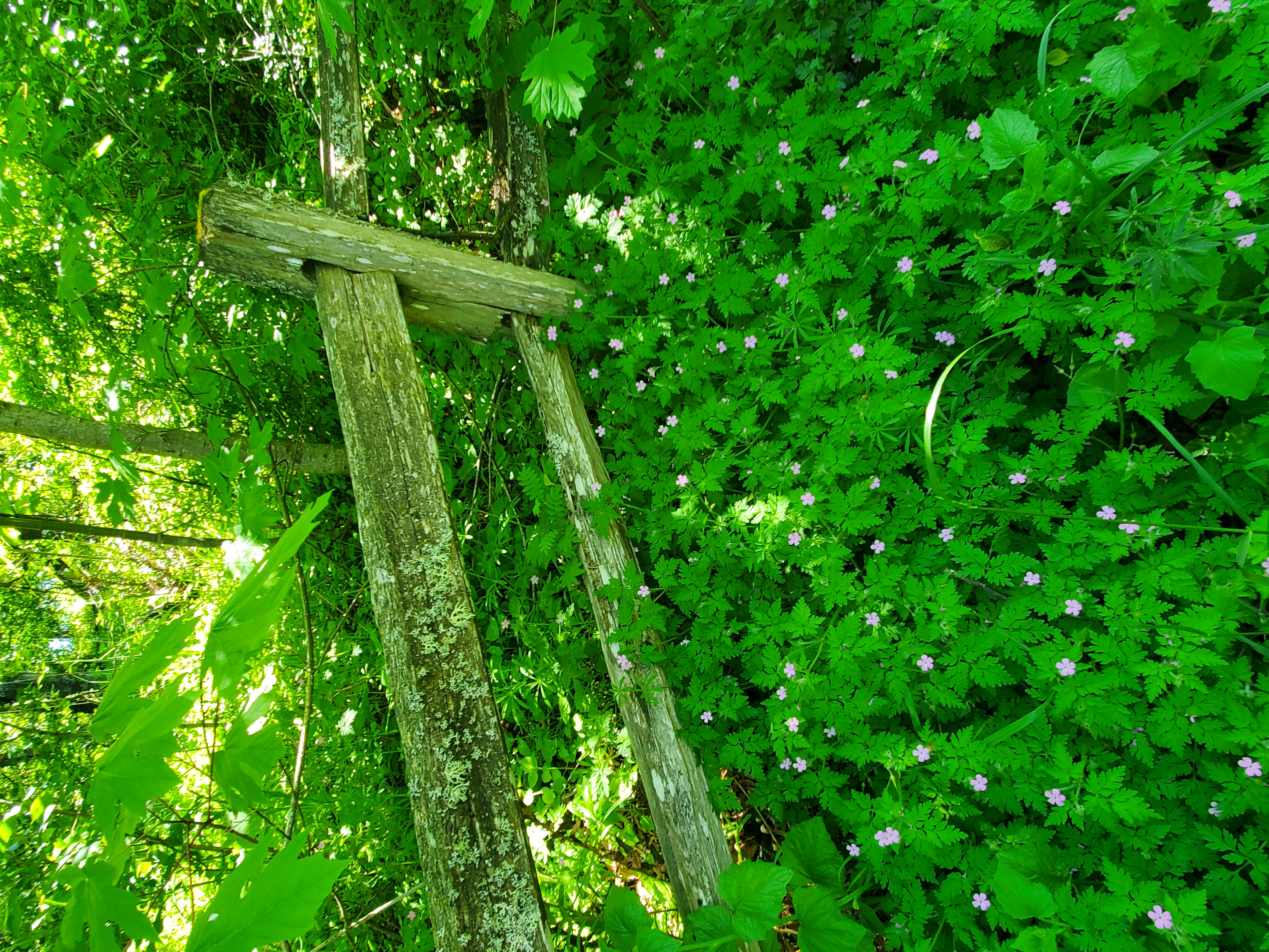 Spring Path on Powell Butte