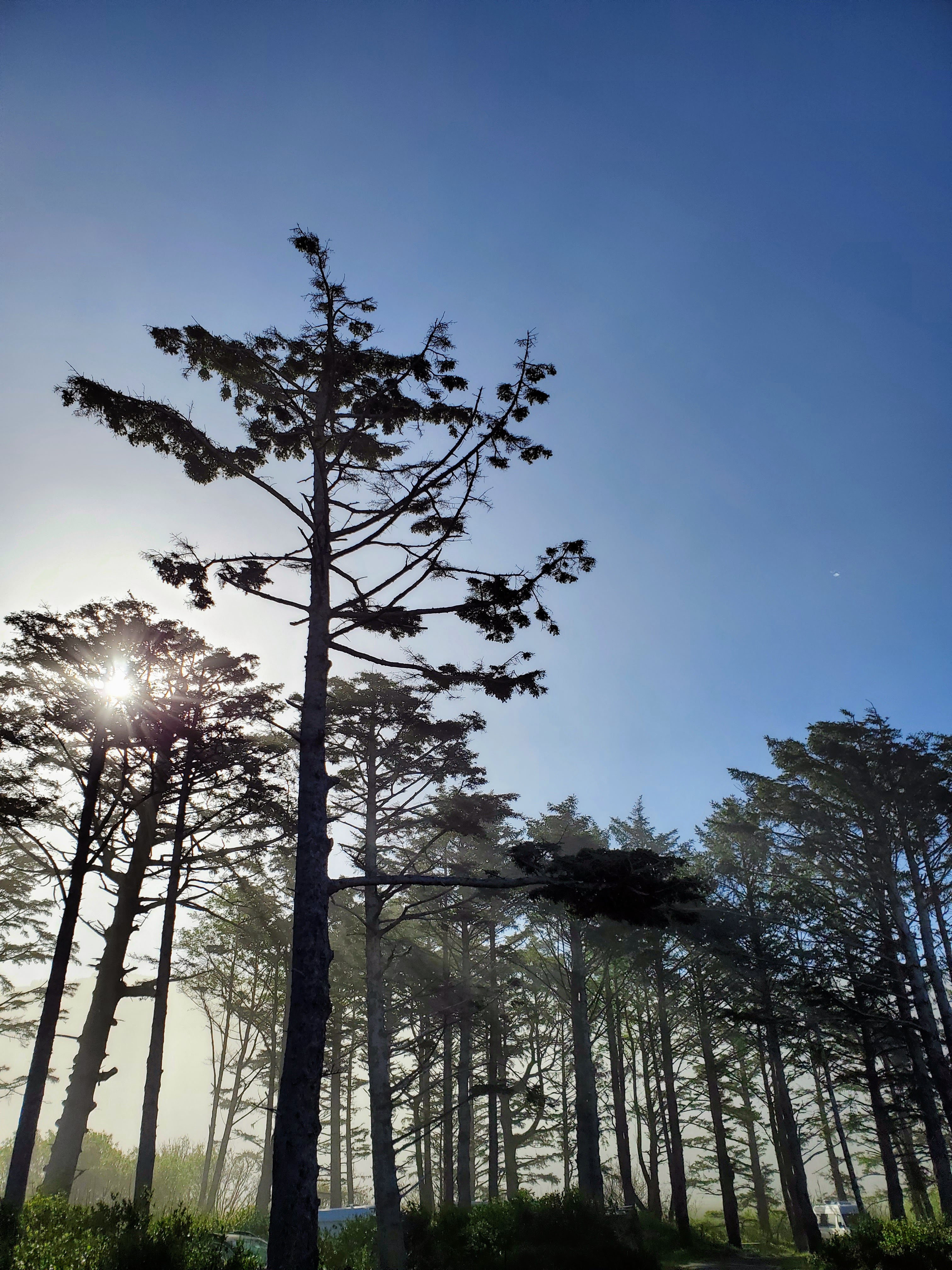 Morning Trees and Sky at Cape Lookout