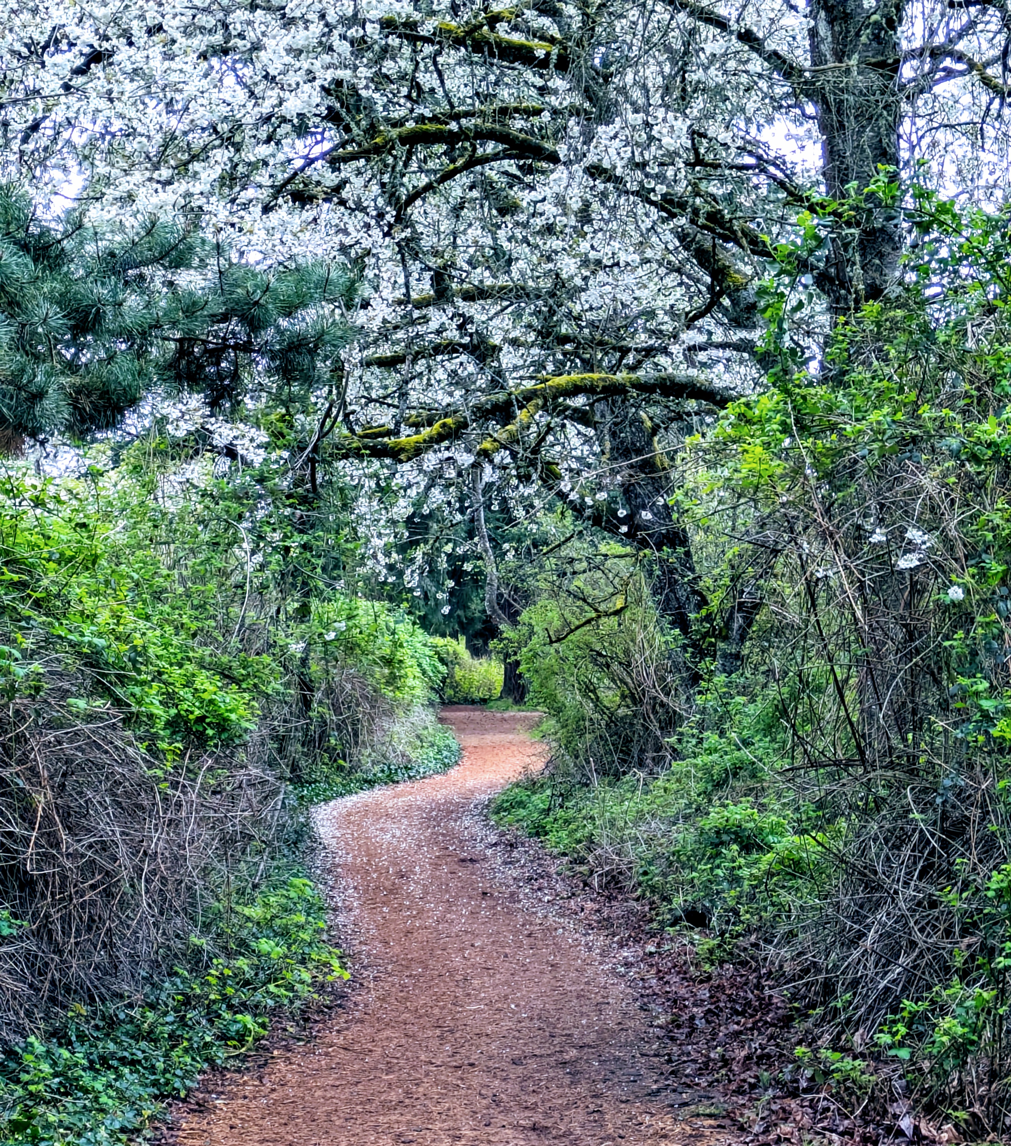 Spring path at Glendoveer